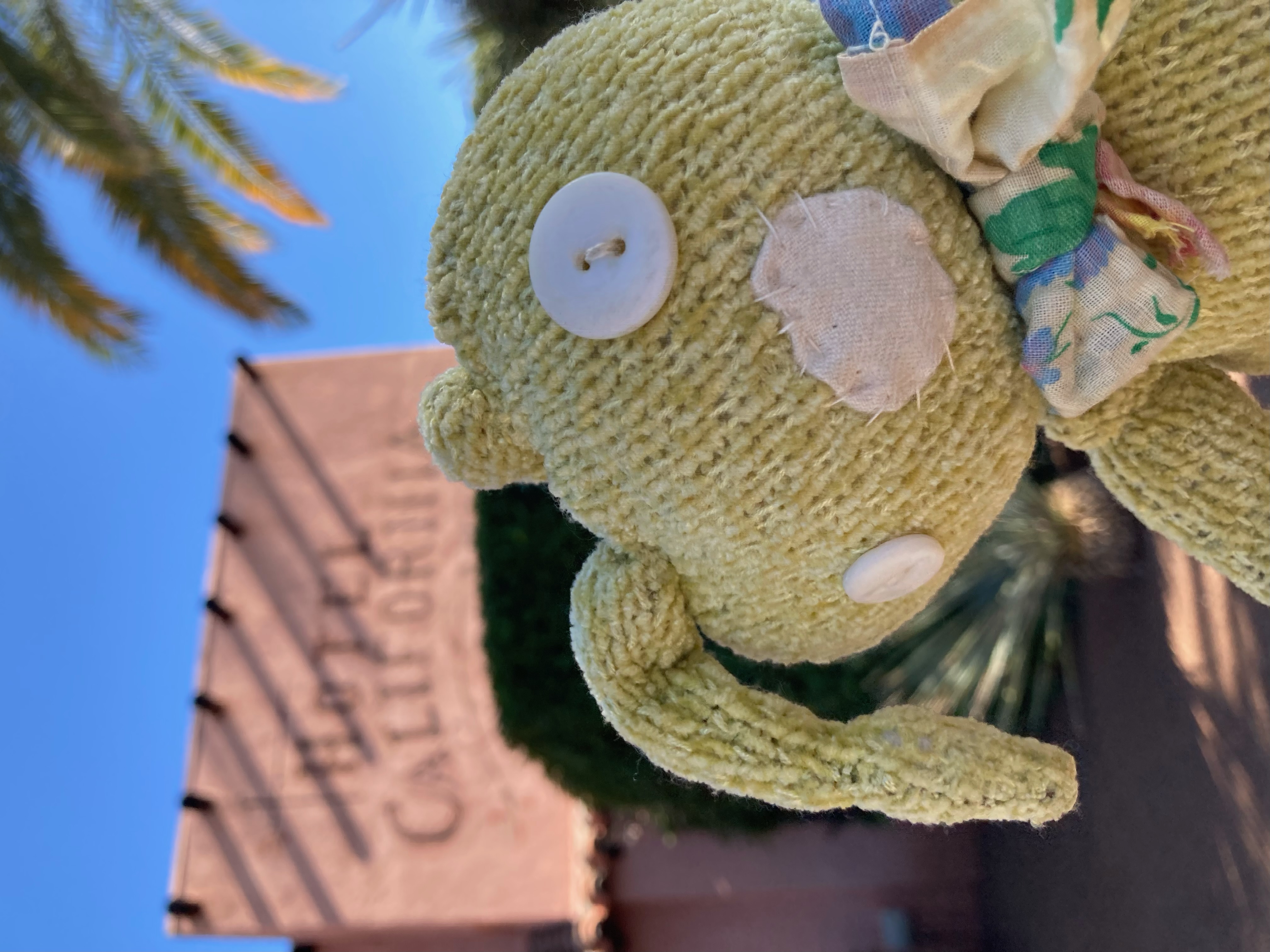 Tater the Ragdoll - Social Media Superstar